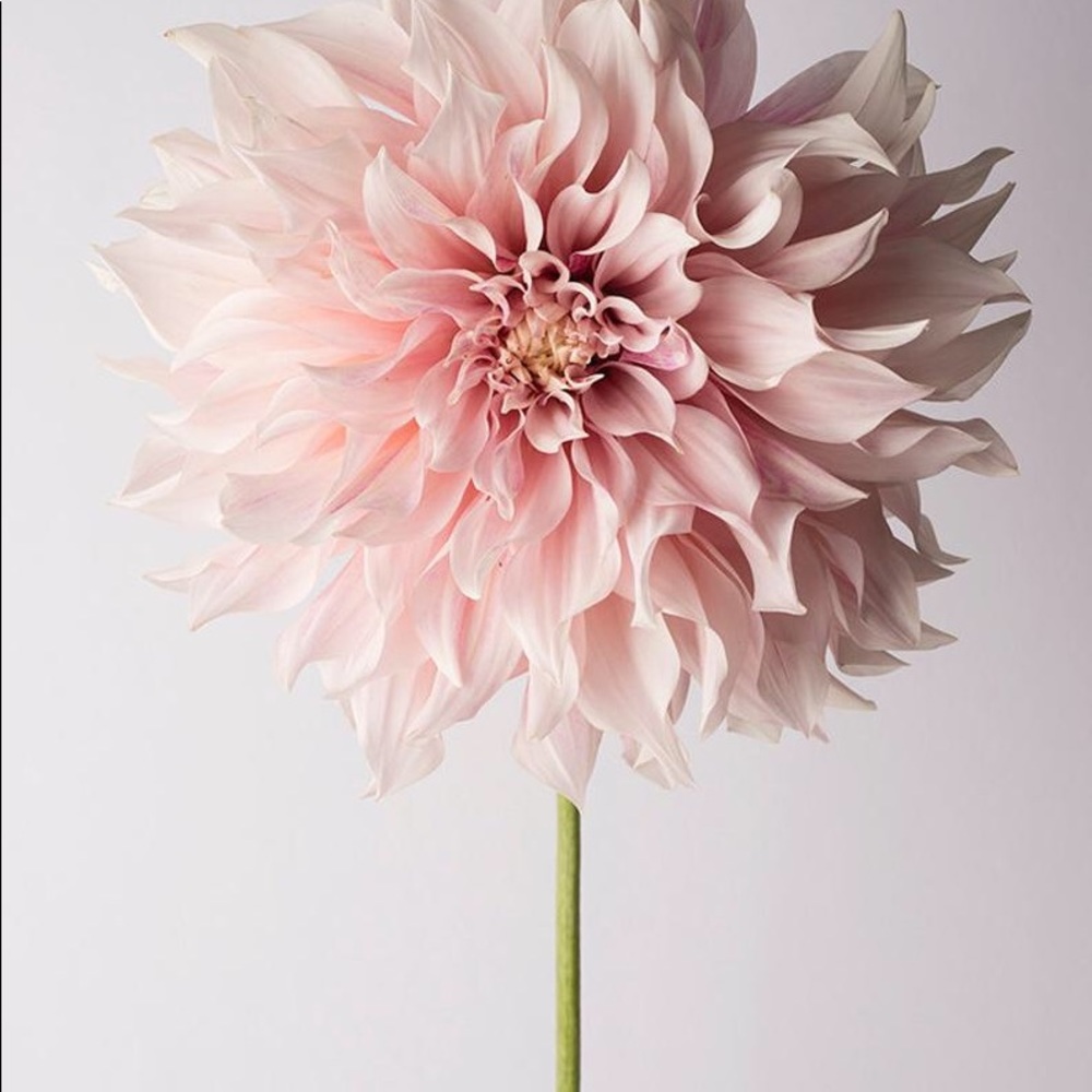 Meet your Posher, Leah